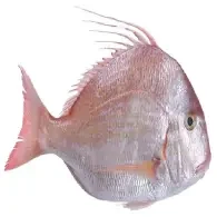 سمك مرجان  (1كجم)